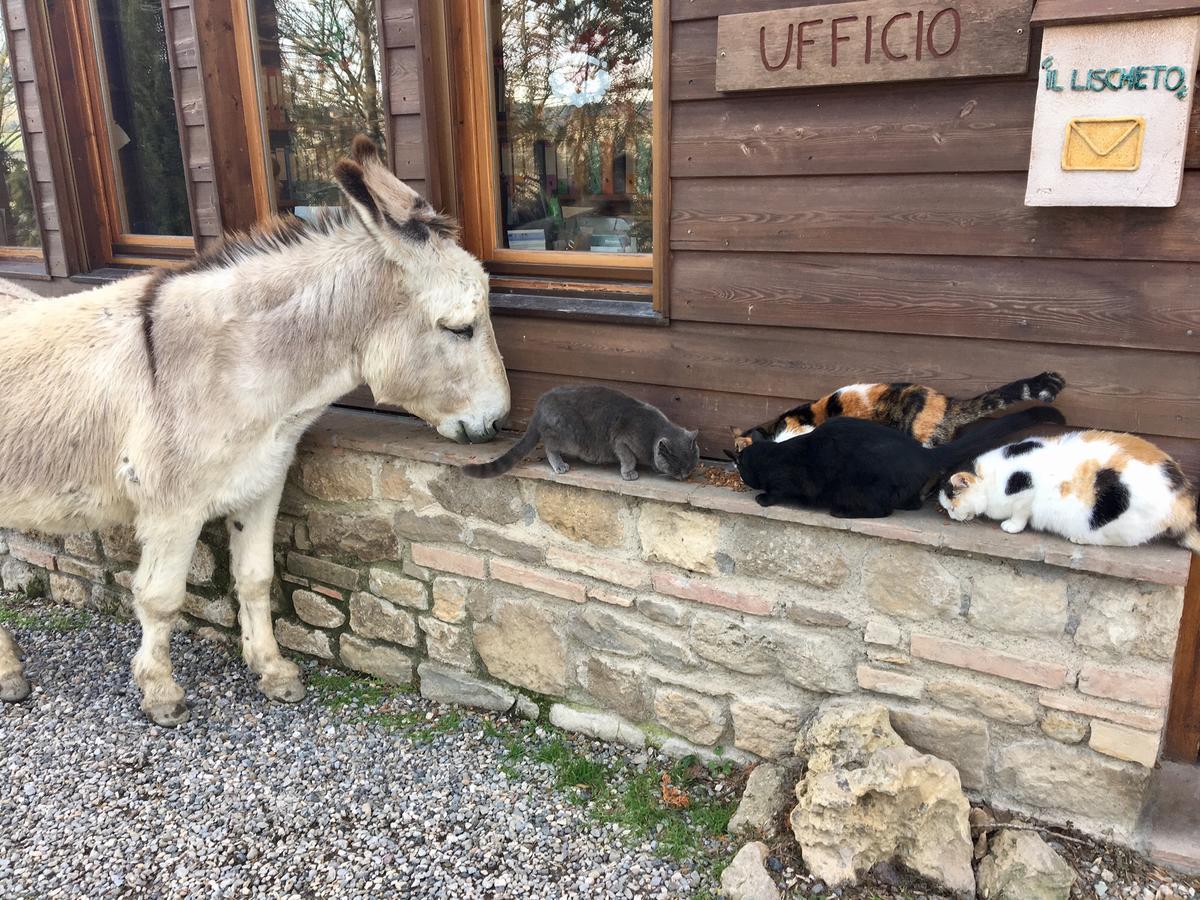 Agriturismo Fattoria Lischeto Волтера Екстериор снимка